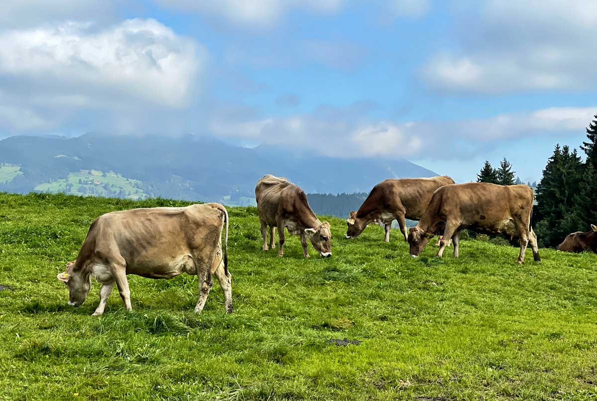 Bauernhof im Allgäu